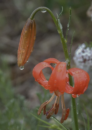 Lilium pumilum